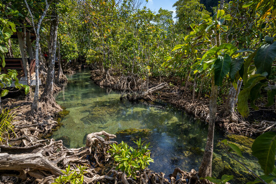 Tha Pom Klong Song Nam National Park, Krabi Province