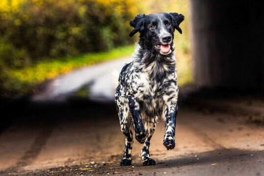 Pointer running down a muddy track