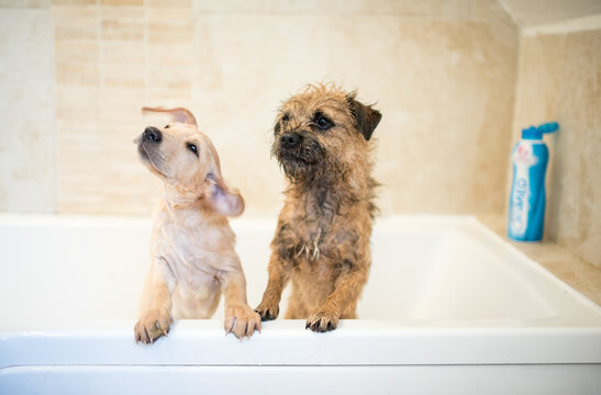 Golden Labrador puppy in the bath with a Border Terrier