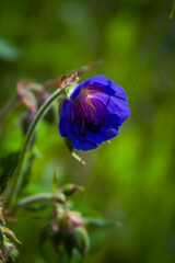 Beautiful purple wild forest flower. Wood cranesbill, woodland geranium, Geranium sylvaticum. Forest geranium close up.