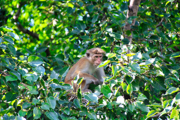 Naklejka premium a wild monkey at a temple in sri lanka