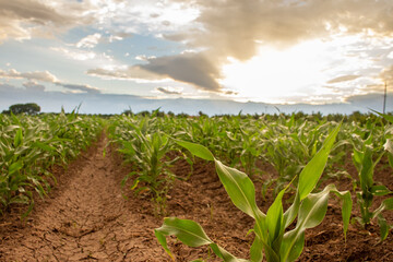 Agricultural corn planting landscape at sunset