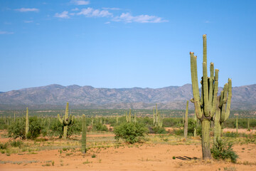 Arizona Desert landscape with saguaros cactus Carnegiea gigantea