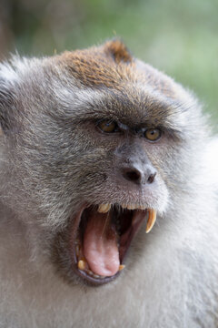 Close-up of a macaque monkey in the rain forest in Langkawi, Malaysia