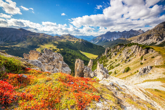 Blueberry leaves in autumn near rock towers in the Swiss National Park, Fuorn Pass, Engadine valley, Graubunden