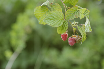 Ripe raspberry close up.