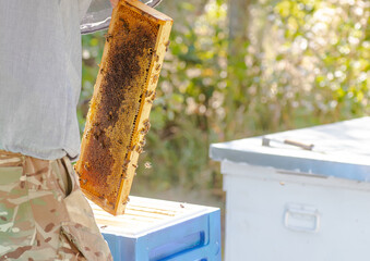 Fototapeta na wymiar Beekeeper is working with bees and beehives on apiary. Bees on honeycomb. Frames of bee hive. Beekeeping. Honey.