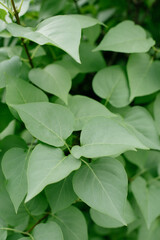 Fototapeta na wymiar Lilac leaves