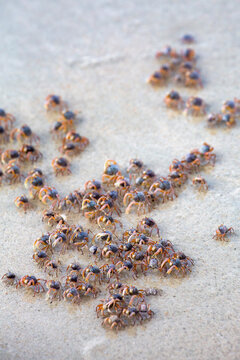 Tiny sand bubbler crabs on the soft sand of the beautiful remote Datai Bay Beach (Pantai Teluk Datai) on the Andaman Sea, Malaysia
