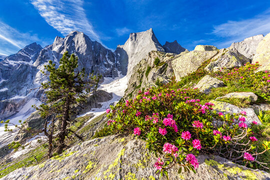 Rhododendrons in flower with the Pizzo Badile in the background, Bregaglia valley, Graubunden