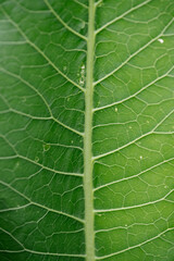 Horseradish leaves close-up