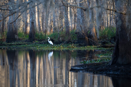 Great egret in the Manchac Swamp near New Orleans
