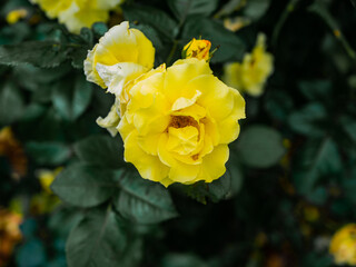 Roses in the botanical garden in Radzionków. Free space for entry ready.