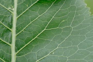 Horseradish leaves close-up