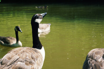 A goose looking up in a pond.