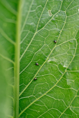 Horseradish leaves close-up