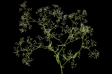 Twig with flowers of Gypsophila  (Baby's-breath flowers), isolated on black background
