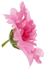 Pink flower of mallow, isolated on white background