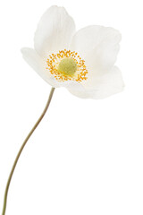 Obraz premium White flower of anemone, isolated on white background