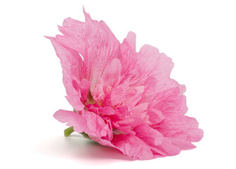 Pink flower of mallow, isolated on white background