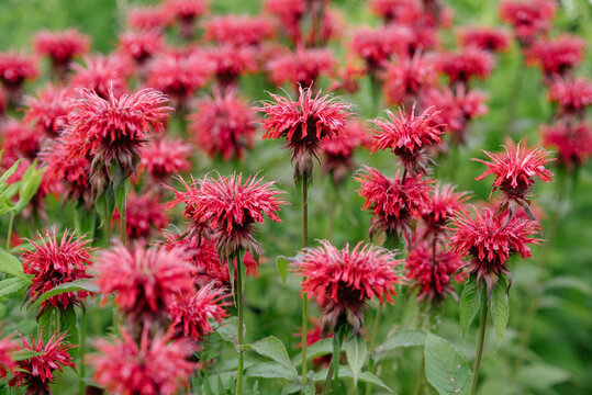 Red monarda flowers.