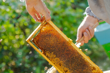 Beekeeper is working with bees and beehives on apiary. Bees on honeycomb. Frames of bee hive....