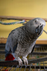 A Vertical Shot of an African Grey Parrot