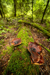 Beautiful forest nature