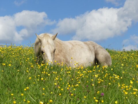 Poney couch&eacute; dans les fleurs