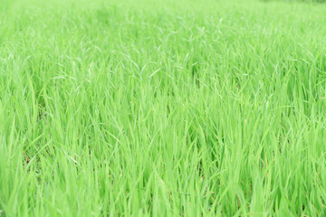young grass of very delicate green color close-up. green background