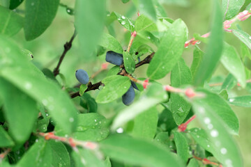 honeysuckle berries on a bush with leaves