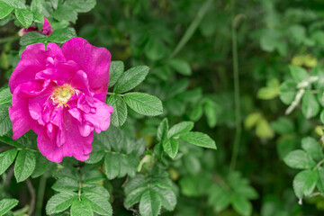 rose hip flower on the bush