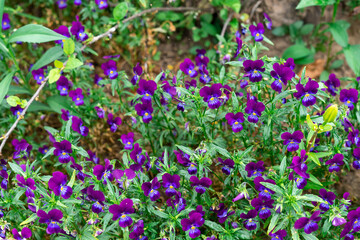 Fototapeta premium purple violet flowers in the flowerbed