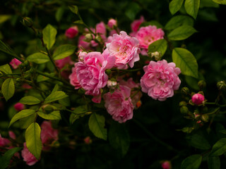 Roses in the botanical garden in Radzionków. Free space for entry ready.