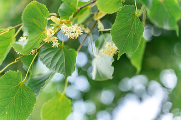 linden flowers on the tree