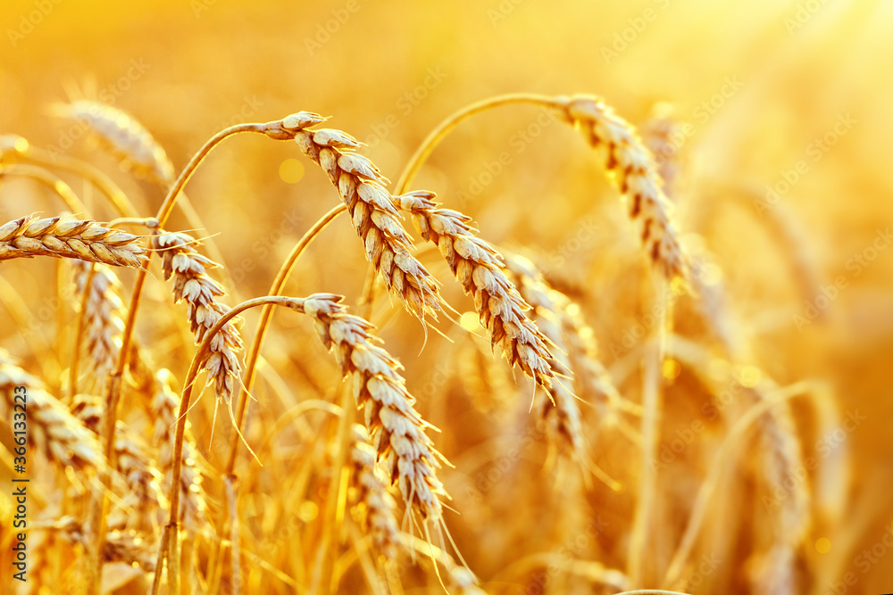 Wall mural wheat field. ears of golden wheat. beautiful sunset landscape. background of ripening ears. ripe cer