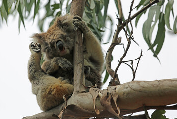 Fototapeta premium Koala scratching - Kennett River, Victoria, Australia