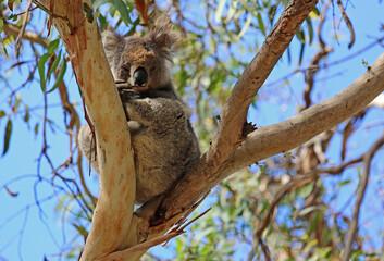 Koala on the branch - Kennett River,  Victoria, Australia