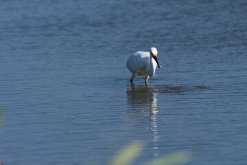 Snowy Egret holding small silver fish in its beak