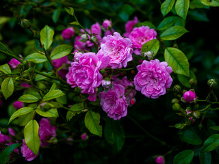Roses in the botanical garden in Radzionków. Free space for entry ready.