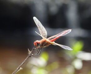Dragonfly on a branch