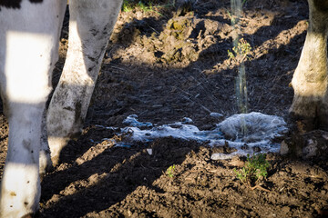 Fototapeta na wymiar Urinating cow. The urine splashes on the sandy soil