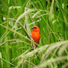 Cardinalis in the grass