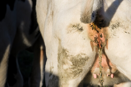 Urinating Cow. Focus On The Vulva And The Yellow Stream Of Urine