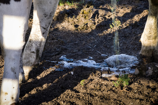 Urinating Cow. The Urine Splashes On The Sandy Soil