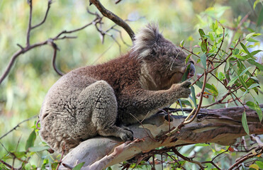 Koala eating - Kennett River,  Victoria, Australia