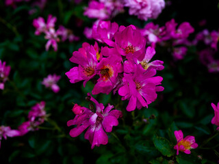 Flowers in the botanical garden in Radzionk&oacute;w. Free space for entry ready.
