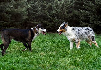 Border Collie and Australian Shepard