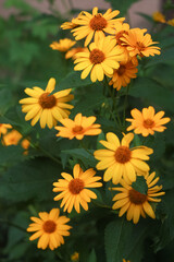 Yellow flowers of blooming Heliopsis sunflower (Helianthus pauciflorus) on a flowerbed in the garden. Hohlspiegel variety.