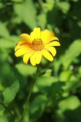 Yellow flowers of blooming Heliopsis sunflower (Helianthus pauciflorus) on a flowerbed in the garden. Hohlspiegel variety.